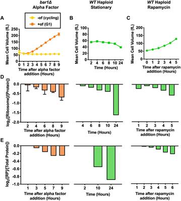 The environmental stress response regulates ribosome content in cell cycle-arrested S. cerevisiae